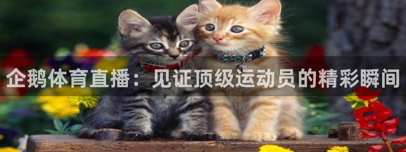 企鹅体育直播：见证顶级运动员的精彩瞬间