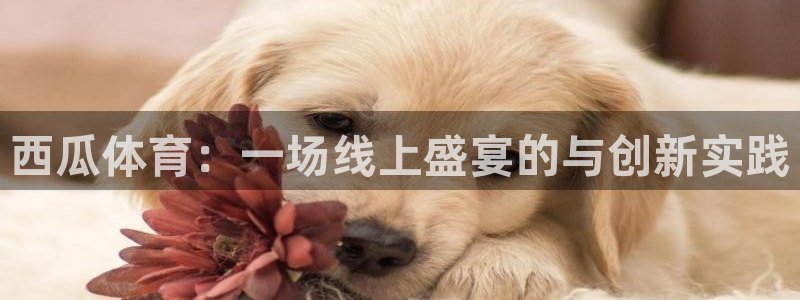 西瓜体育：一场线上盛宴的与创新实践